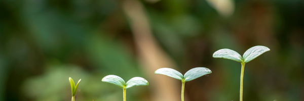 CBG and CBN: A Crash Course